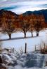 trees, Snow, Cold, Ice, Frozen, Icy, Winter, Wolf Creek Pass, CSOV01P09_07.1744