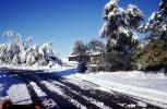 Cold Winter Trees, snow, ice, Wheat Ridge, Home, House, domestic, building, CSOV03P04_09