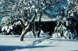 trees, snow, path, Home, House, domestic, building, Wheat Ridge, CSOV03P04_16