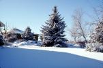 Trees, snow, cold, Wheat Ridge