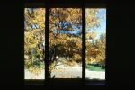 Window, tree, CSOV03P07_14