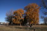 Trees, Autumn, Joseph City, CSZD01_040