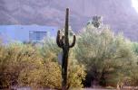Saguaro Cactus at Camelback Mountain, CSZV03P05_09
