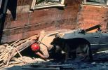 Cadaver Dog, German Shepard, Search and Rescue, Crushed Car, Collapsed House, Marina district, Loma Prieta Earthquake (1989), 1980s, DAEV01P12_16