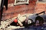 German Shepard, Rescue Dog, Rescuers, Collapsed Home, Crushed Car, Marina district, Loma Prieta Earthquake (1989), 1980s, DAEV01P13_17