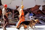 Cadaver Dogs, German Shepard, Marina district, Loma Prieta Earthquake (1989), 1980s