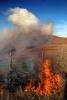 Flames, Fence, Pyrocumulus Cloud, Flammagenitus, Cumiliform, Sonoma County