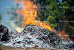 Burning Tree Pile, ashes