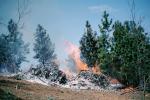 Burning Tree Pile, Pine Trees, ashes, DAFV02P15_06