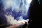 Burning Sequoia Tree, (Sequoiadendron giganteum)