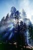 Giant sequoia (Sequoiadendron giganteum), Crepuscular Rays, smoke, DAFV04P13_03