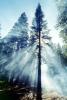 Giant sequoia (Sequoiadendron giganteum), Crepuscular Rays, smoke