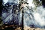 Giant sequoia (Sequoiadendron giganteum), Crepuscular Rays, smoke, DAFV04P13_08
