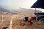 Cows, Cattle, Malibu Fire, California, grass fire, wildfire, Wild land Fire, DAFV05P04_03