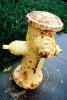rusty fire hydrant, DAFV06P15_01