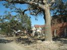 Home, House, Trees, Rubble, Hurricane Katrina aftermath, New Orleans, 2005, detritus, DASD01_103