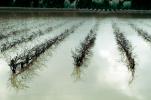 Rows of Vineyards, 14 January 1995, DASV01P08_03
