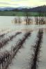 Flooded Rows of Vineyards, flood, Sonoma County