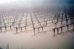 Flooded Grapevines, Sonoma County