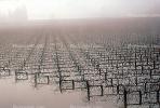 Flooded Grapevines, Row, Sonoma County