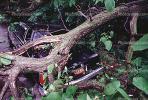 Fallen Tree, Cadillac, Crushed Car, 24 May 1995