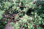 Fallen Tree, Cadillac, Crushed Car, 24 May 1995