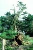 toppled trees, 12 Decenber 1995, DASV01P12_16