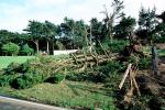 toppled trees, 12 Decenber 1995, DASV01P12_17