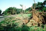 toppled trees, 12 Decenber 1995, DASV01P12_18