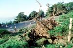 toppled trees, 12 Decenber 1995, DASV01P12_19
