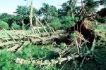 toppled trees, 12 Decenber 1995, DASV01P13_01
