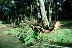 toppled trees, 12 Decenber 1995, DASV01P13_02