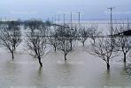Flooded Orchard, trees, Northern California, DASV02P08_16