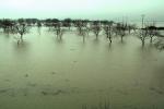 Flooded Orchard, trees, Northern California, DASV02P08_17