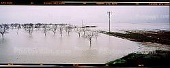 Flooded Orchard, trees, Northern California, DASV02P08_19