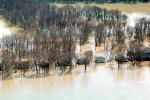Flooded Home, House, Louisville, Kentucky, DASV02P14_06