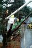Felled Trees, Cherrypicker Truck, lift, road, street, rainy, rain, wet, DASV05P14_05