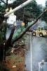 Felled Trees, Cherrypicker Truck, lift, road, street, rainy, rain, wet, DASV05P14_06