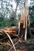 tree, felled, fallen, down, downed, DASV05P15_01
