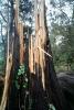 tree, felled, fallen, down, downed, DASV05P15_11