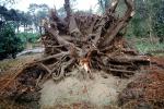 tree, felled, fallen, down, downed, root system, Uprooted Trees, Fallen Tree, branches, DASV05P15_13