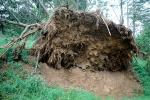 Uprooted Trees, roots, Fallen Tree, branches, lawn