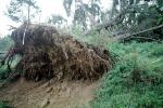 Uprooted Trees, roots, Fallen Tree, branches, lawn, DASV06P01_04