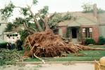 Tornado Damage, Fallen Tree, branches, lawn, home, house, building