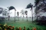 Wind, windy, Tree, branches, lawn, Hurricane Francis, 2004, DASV06P04_13
