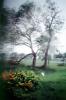 Fallen Tree, branches, lawn, Hurricane Francis, 2004, DASV06P04_14