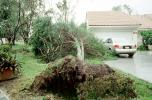 Fallen Tree, branches, lawn, Hurricane Francis, 2004, DASV06P04_18