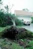 Fallen Tree, branches, lawn, Hurricane Francis, 2004, DASV06P04_19