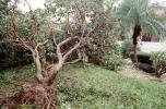 Fallen Branches, Tree, lawn, Hurricane Francis, 2004, DASV06P05_01