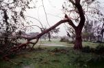 Fallen Branches, Tree, lawn, Hurricane Francis, 2004, DASV06P05_02